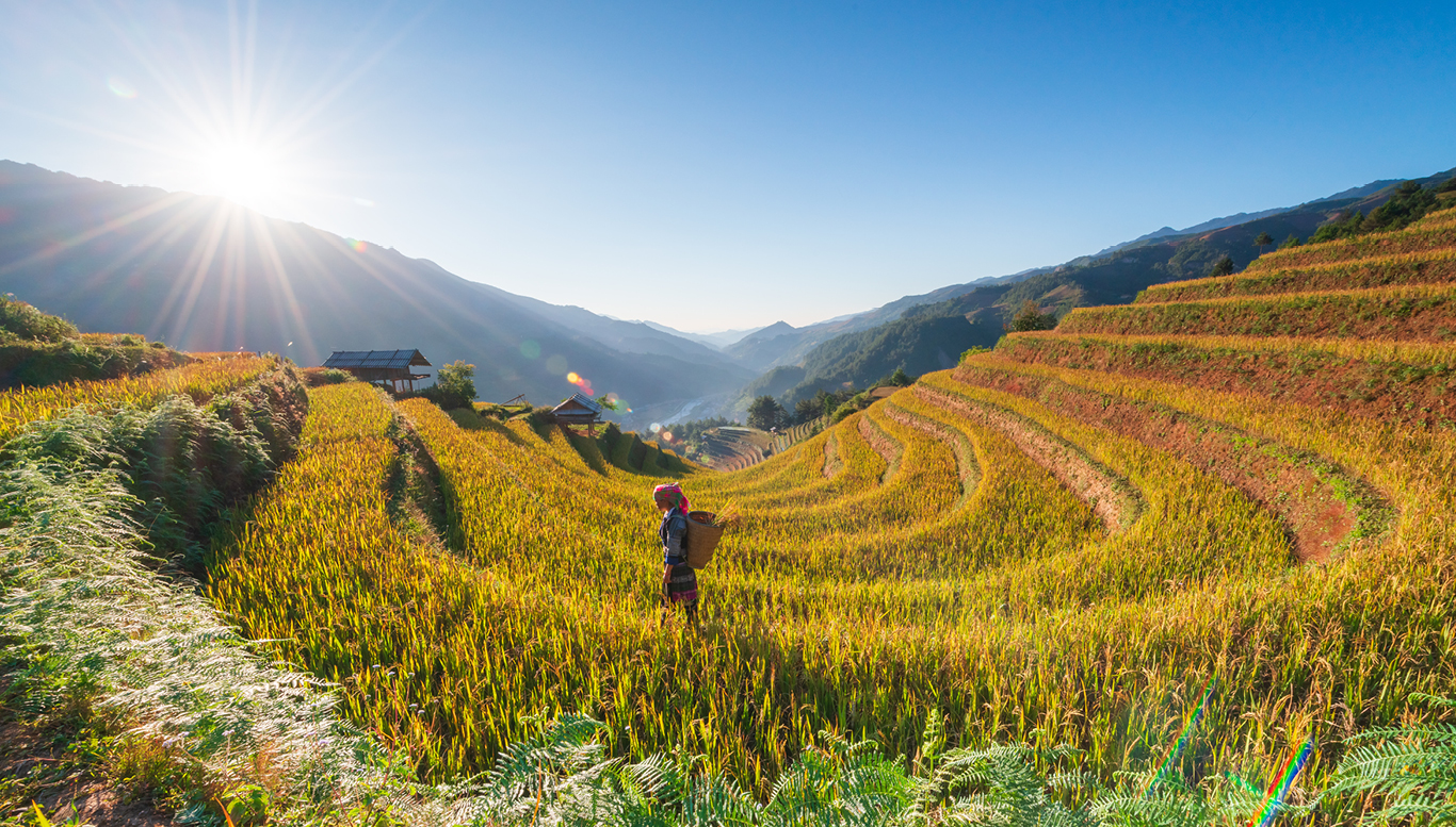 Vietnam agriculture
