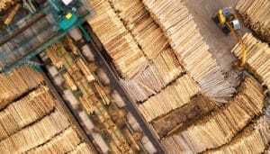 forestry sector Doing Business with Finland seminars Tanzania and South Africa