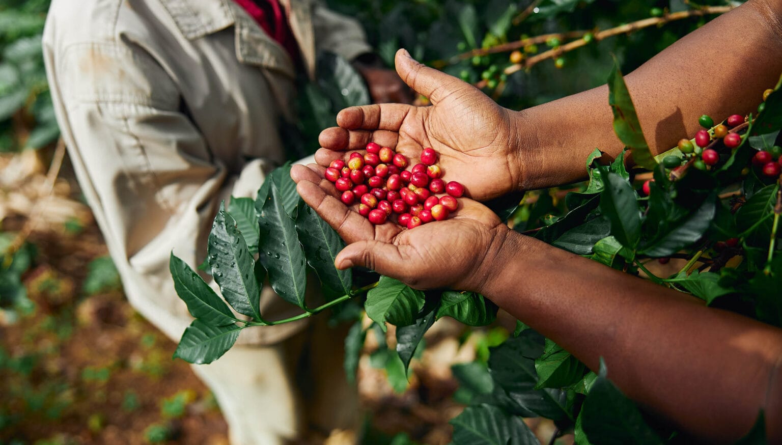 Kenya coffee