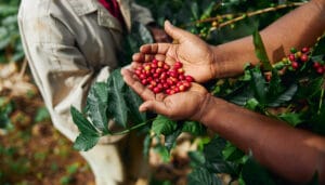 Kenya coffee